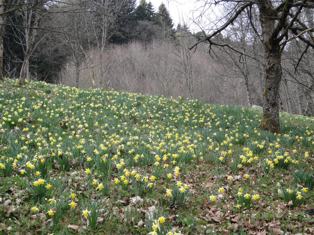 Gite Plein Sud Metzeral Luaran gambar